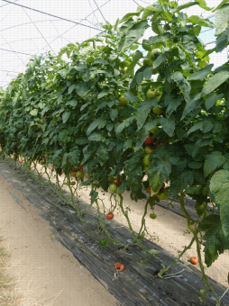 Culture de tomate sous multichapelle, CTIFL centre de Carquefou (44)
